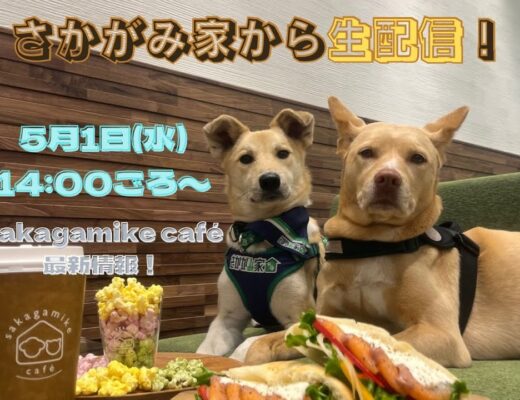 【生配信】さかがみ家からお届け！「sakagamike caf」オープンから５日目・・・。カフェ勤務中の桑原とも中継！？♪